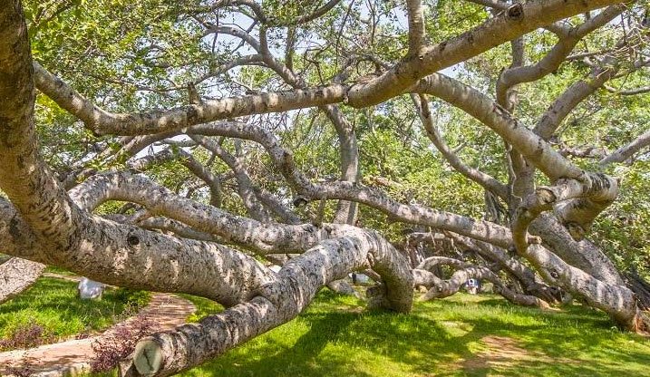 Pillalamarri Banyan Tree, Mahabubnagar, Telangana - Vushii.com Pillalamarri Banyan Tree, Mahabubnagar, Telangana - Vushii.com